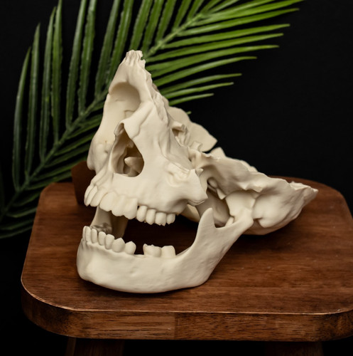 Human skull replica life - life, size