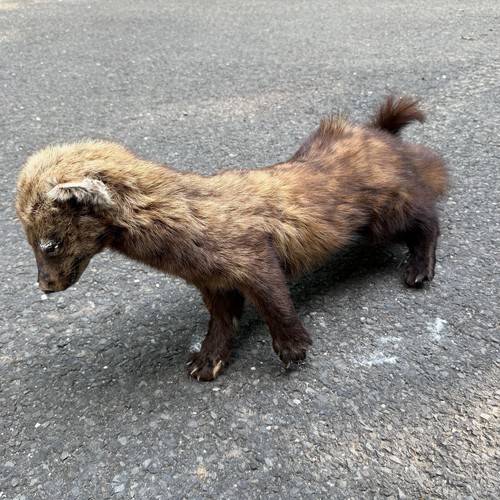 Fisher cat taxidermy large - large, no