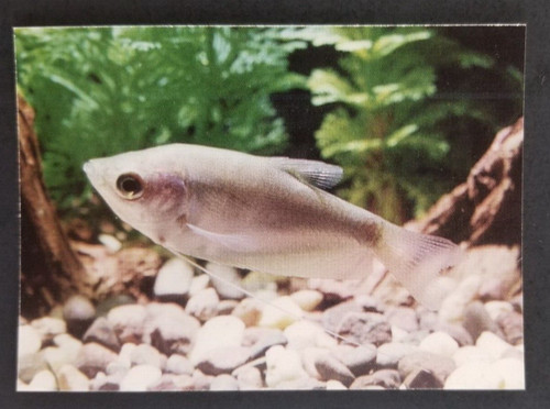 Moonlight gourami 1990 - gourami, 1990's