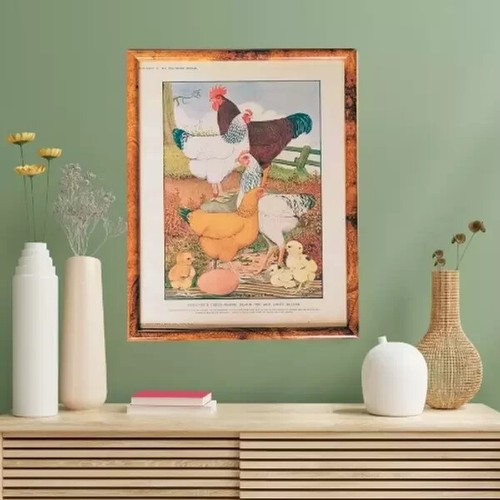 Framed rhode island red - framed,