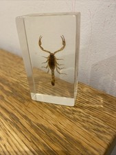 Real Golden Scorpion Specimen