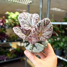 Begonia rex 'Spirit Of Bali'