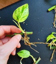 Epipremnum Aureum - Marble Queen Pothos - bare rooted - 2 young plants in set 