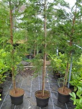 10 x 7-9 ft 2ND GRADE