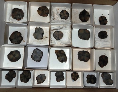 Tray chiastolite slices - of,