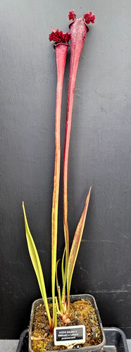 Sarracenia h324 leuco - sarracenia, (leuco