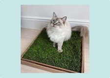 Indoor Cat Grass Patch Real
