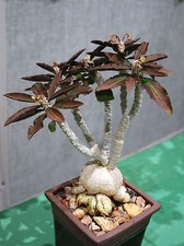 EUPHORBIA AMBOVOMBENSIS  exotic madagascar bonsai caudex cacti seed 5 seeds