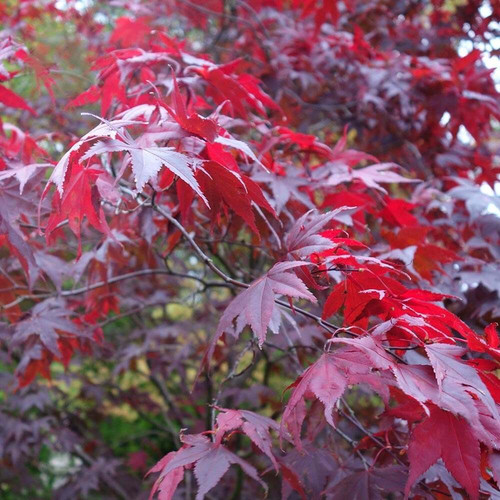 Acer palmatum - acer,