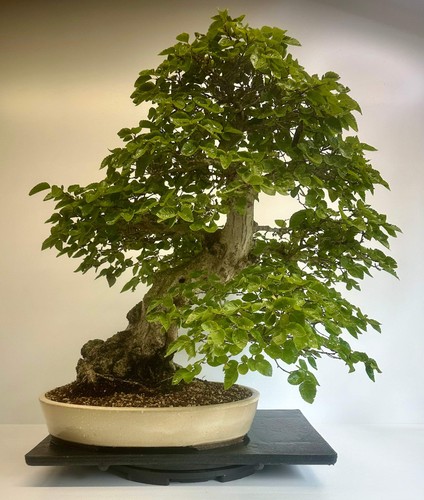 Korean hornbeam - korean,
