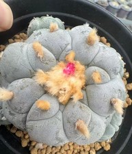 7.7x10.2cm Caci Own Root