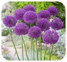 Allium Purple Sensation x 25