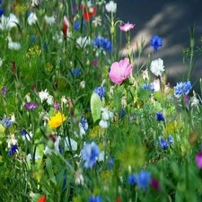 Shade wild flower seeds - wild,