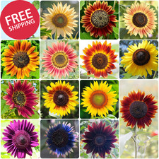 Sunflower Seeds for Planting