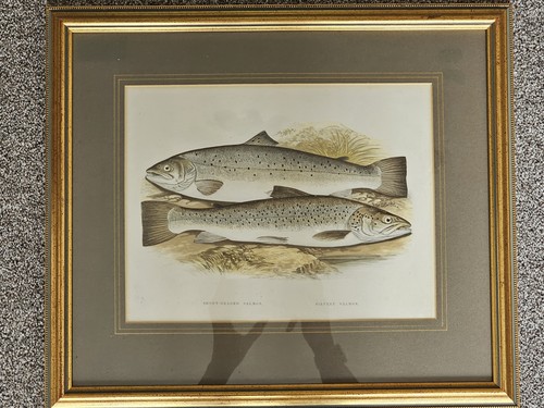 Framed vintage lydon fish - vintage, f.lydon