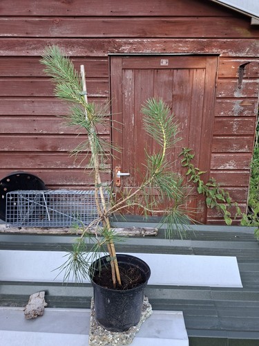 Pinus thunbergii japanese - thunbergii,