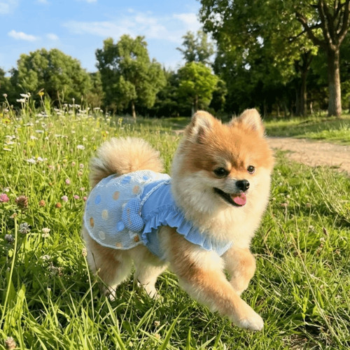Breathable cat dog dress cute - breathable,