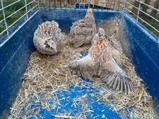 🐤✳️6x Italian Coturnix