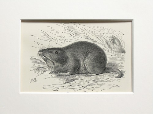 Pocket gopher animal print - animal,