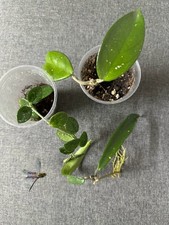 Hoya Bundle Plants Pack Of 3