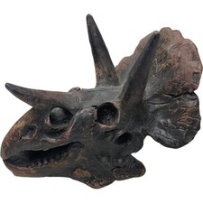 Triceratops Dinosaur Fossil