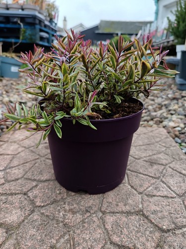 Hebe plant pot wild - hebe,