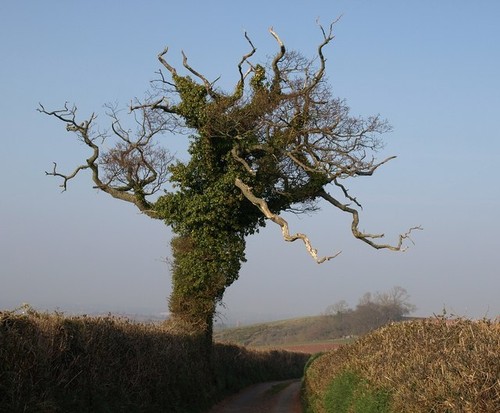 Photo 6x4 oak tree - photo, lane