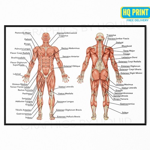 Human anatomy muscular system - human,