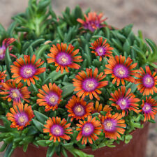 Delosperma 'Sundella Apricot'
