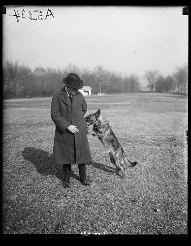 Photo german shepherd police - photo:german,