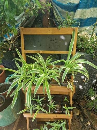 Spider plant - spider,
