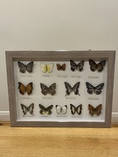 Set Of 14 Framed Butterflies