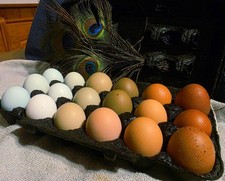 Mixed Color Hatching Eggs