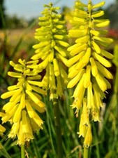Kniphofia Lemon Popsicle Red