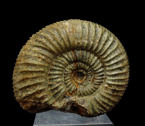 Ammonite perisphinctes - -, ---