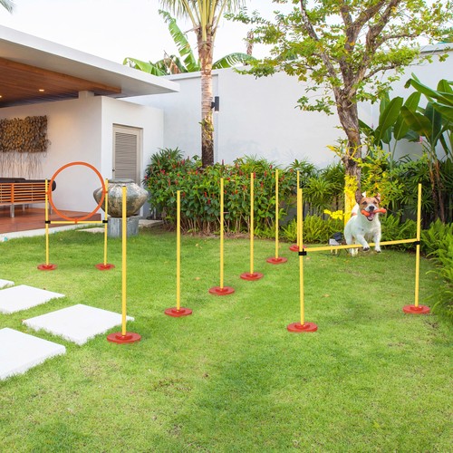 Portable pet agility training - agility,