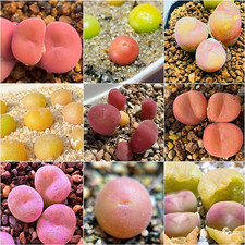 Conophytum Concavum, 10+ seeds