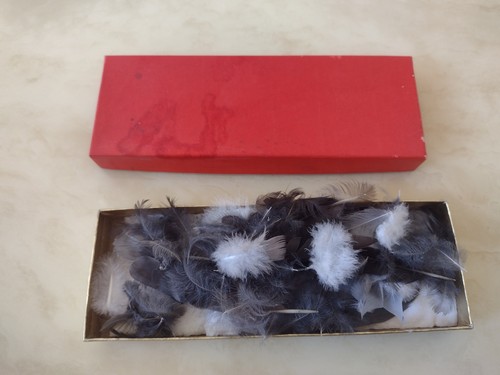 Small real blackbird pigeon - real,