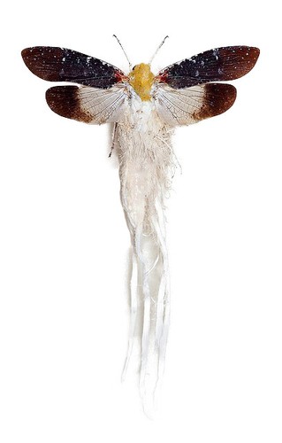 Cerogenes auricoma one - one, real