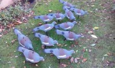 Garden Pigen Decoy Deterrent Pest Control 6pc Bird Outdoor Decor Shooting Target