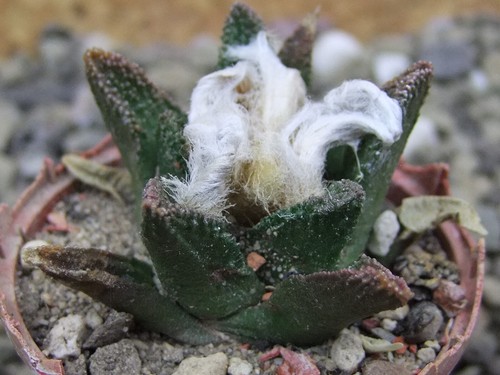 8c50 ariocarpus bravoanus - ariocarpus,