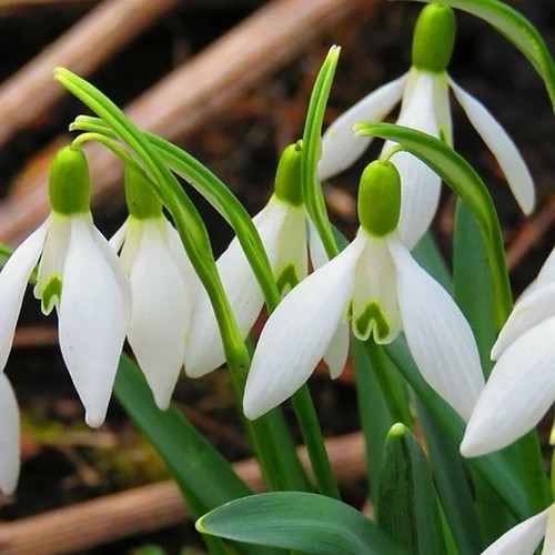 15x woronowii snowdrop bulbs - 15x,