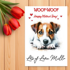 Jack Russel Terrier