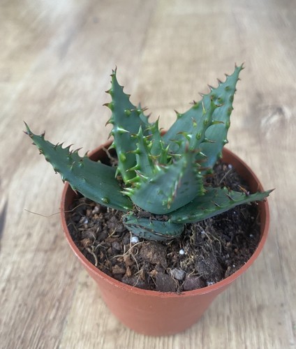 Aloe broomii succulent - |,