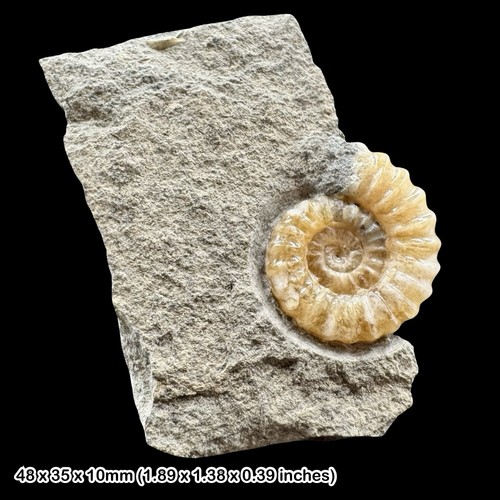 Promicroceras calcite ammonite - calcite,