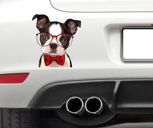 Boston terrier dog - dog, cute