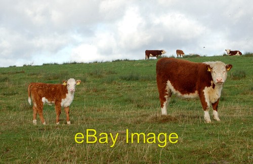 Photo 6x4 hereford cow and - cow,