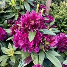 Rhododendron yakushimanum