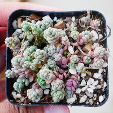Sedum Anglicum Love’s