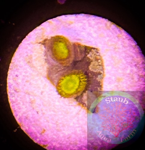 Saf king midas zoanthid - midas, coral